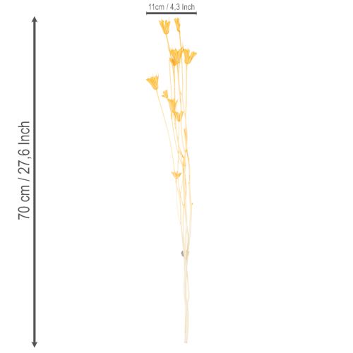 Artikel Tørret Nigella-blomsterarrangement til langvarig brug. Elegant blikfang. 70 cm 50 g