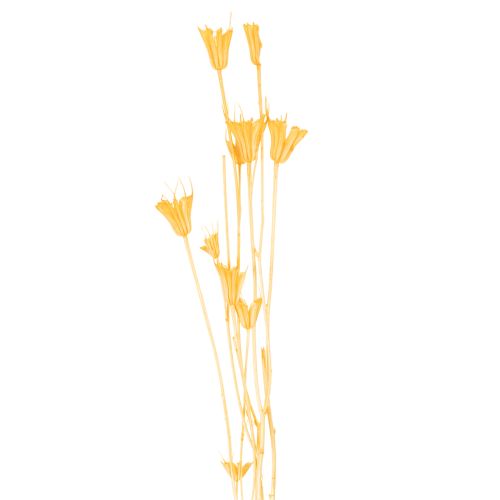 Artikel Tørret Nigella-blomsterarrangement til langvarig brug. Elegant blikfang. 70 cm 50 g