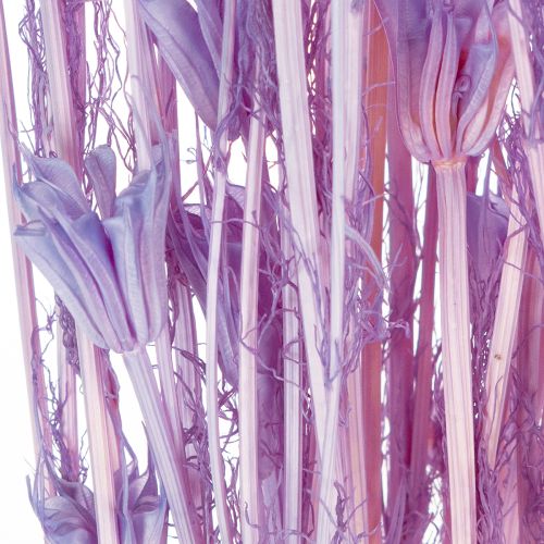 Artikel Tørrede Nigella-blomsterbuket, dekorativ brug i stuen, skaber en unik atmosfære, 70 cm, 50 g