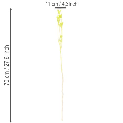 Artikel Tørrede Nigella-blomster, charmerende naturlig rumdekoration til hjemmet, 70 cm, 50 g