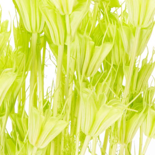 Artikel Tørrede Nigella-blomster, charmerende naturlig rumdekoration til hjemmet, 70 cm, 50 g