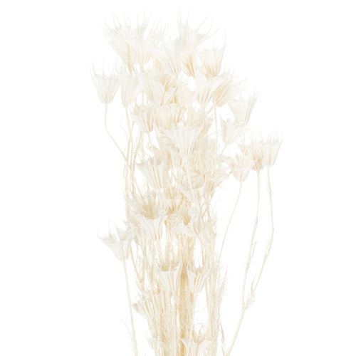 Tørrede Nigella-blomster, buket elegant naturlig dekoration til eksklusive interiører, 70 cm, 50 g