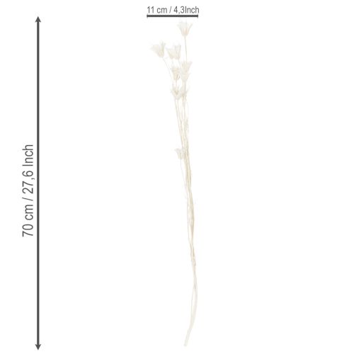 Artikel Tørrede Nigella-blomster, buket elegant naturlig dekoration til eksklusive interiører, 70 cm, 50 g