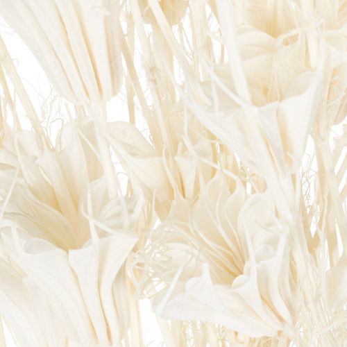 Artikel Tørrede Nigella-blomster, buket elegant naturlig dekoration til eksklusive interiører, 70 cm, 50 g