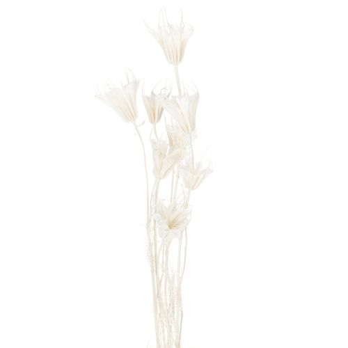 Artikel Tørrede Nigella-blomster, buket elegant naturlig dekoration til eksklusive interiører, 70 cm, 50 g