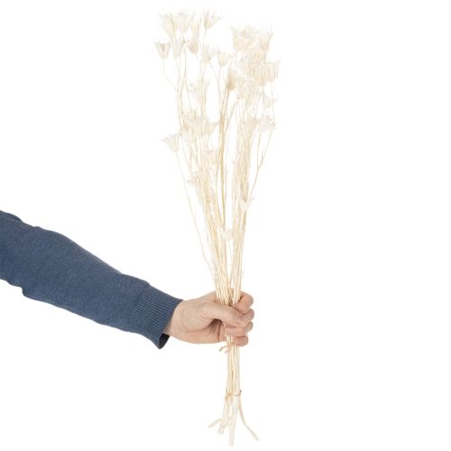 Artikel Tørrede Nigella-blomster, buket elegant naturlig dekoration til eksklusive interiører, 70 cm, 50 g