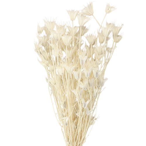 Floristik24 Nigella Orientalis Tørrede Blomster Sort Spidskommen Hvid 50cm 100g
