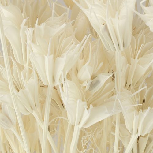 Artikel Nigella Orientalis Tørrede Blomster Sort Spidskommen Hvid 50cm 100g