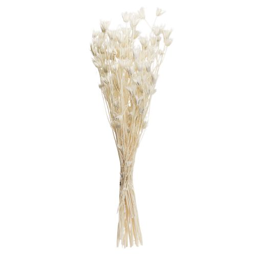 Artikel Nigella Orientalis Tørrede Blomster Sort Spidskommen Hvid 50cm 100g