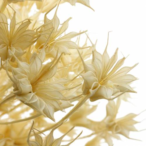 Floristik24 Tørrede blomsterfrø Sort spidskommen Bleget 100g