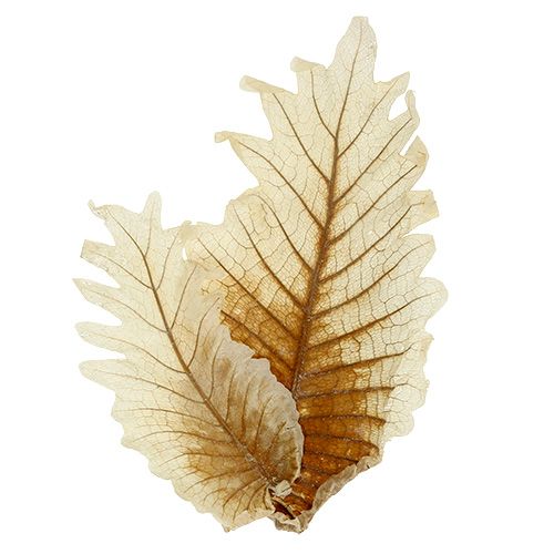 Floristik24 Eg Blad bleget 35 stk