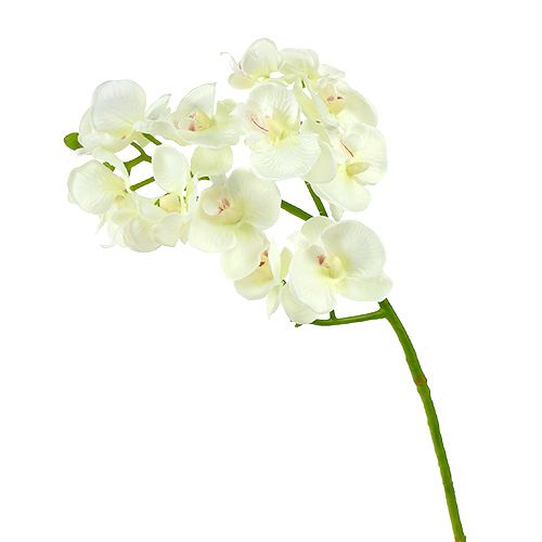 Orkidé cremehvid L57cm 6stk