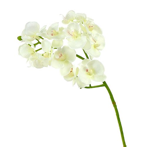 Floristik24 Orkidé Creme-Hvid L57cm 6 stk