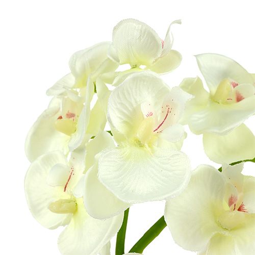 Artikel Orkidé Creme-Hvid L57cm 6 stk