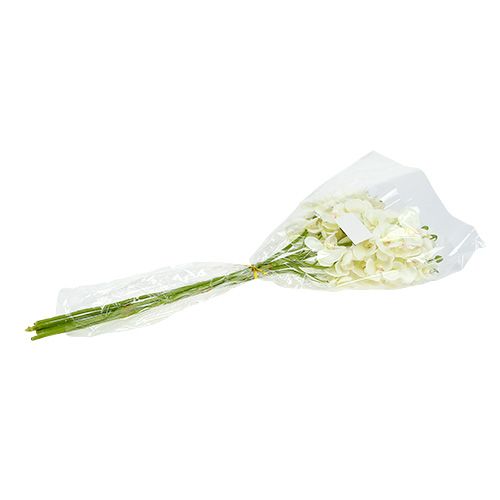 Artikel Orkidé Creme-Hvid L57cm 6 stk