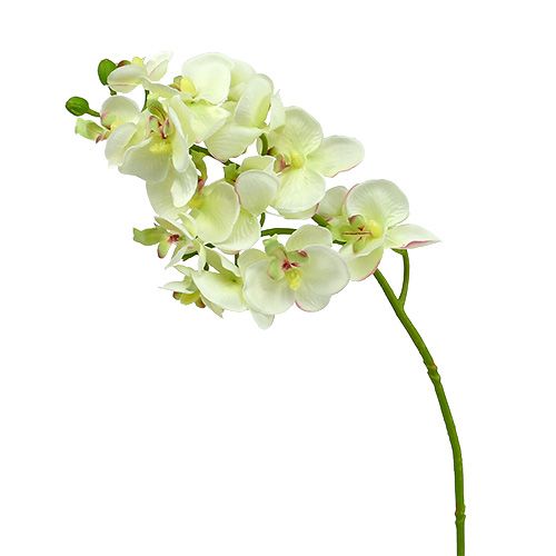 Orkidé lysegrøn 56cm 6stk