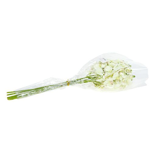 Artikel Orkidé lysegrøn 56cm 6stk