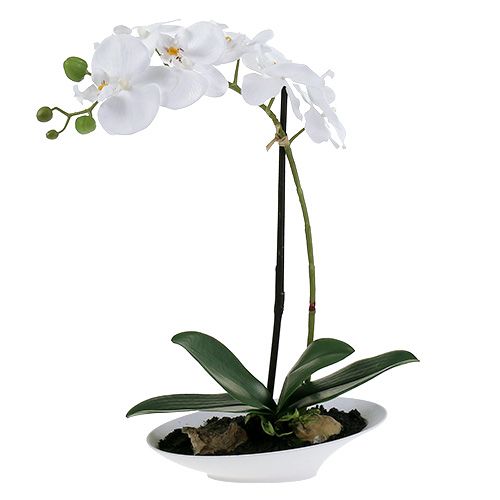Floristik24 Phalaenopsis orkidé i hvid skål H40cm