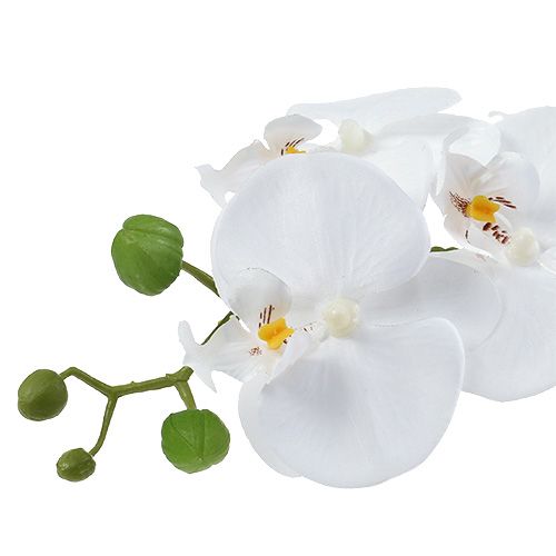 Artikel Phalaenopsis orkidé i hvid skål H40cm