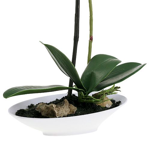 Floristik24 Phalaenopsis orkidé i hvid skål H40cm