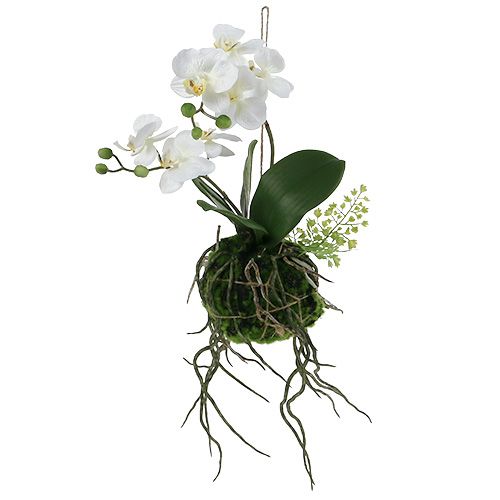 Floristik24 Orchid Phalaenopsis til at hænge H33cm creme