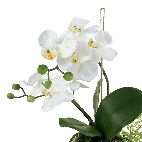 Artikel Orchid Phalaenopsis til at hænge H33cm creme