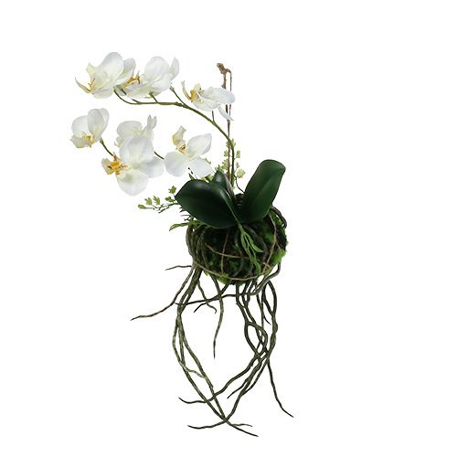 Floristik24 Orchid Phalaenopsis til ophængning H26cm creme