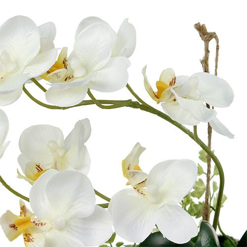 Floristik24 Orchid Phalaenopsis til ophængning H26cm creme