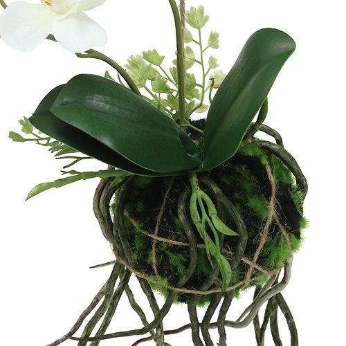 Floristik24 Orchid Phalaenopsis til ophængning H26cm creme