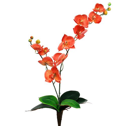 Floristik24 Orkidé to grene 60 cm orange