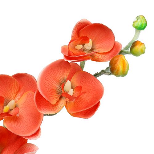 Floristik24 Orkidé to grene 60 cm orange