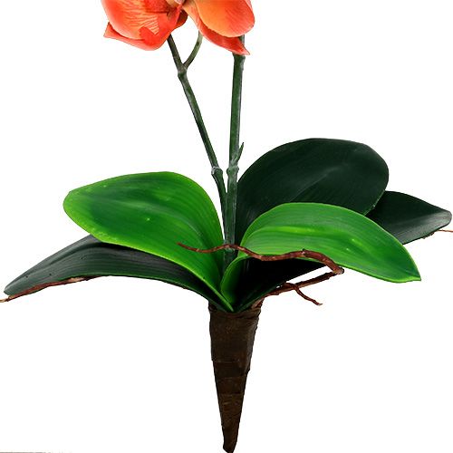 Floristik24 Orkidé to grene 60 cm orange
