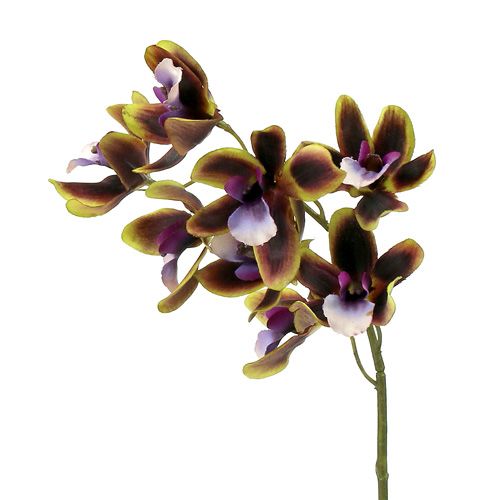 Floristik24 Orchid Cymbidium Green, Purple L38cm 4stk