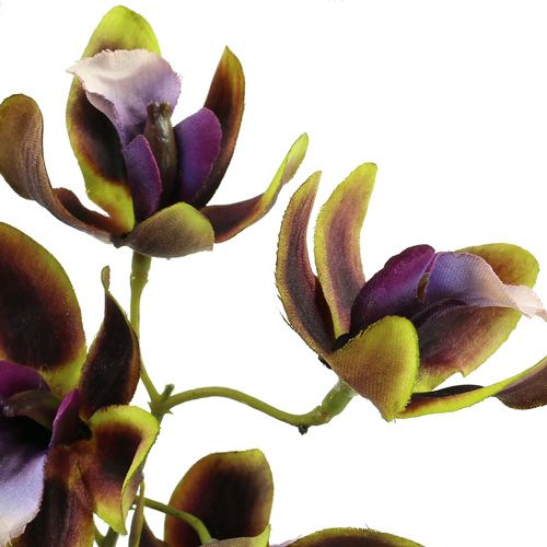 Floristik24 Orchid Cymbidium Green, Purple L38cm 4stk