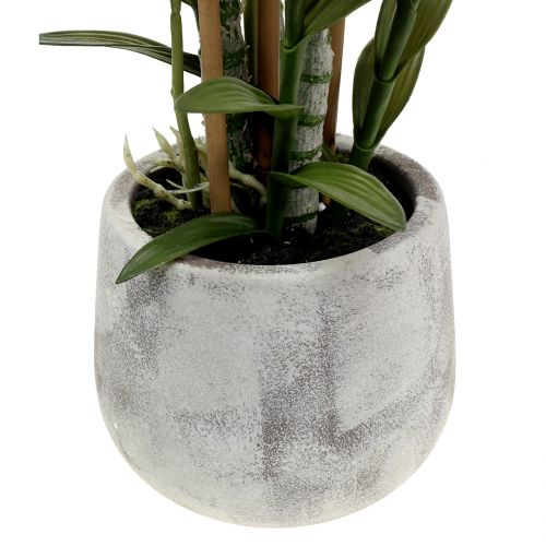 Floristik24 Orkidé i violet potte H55cm