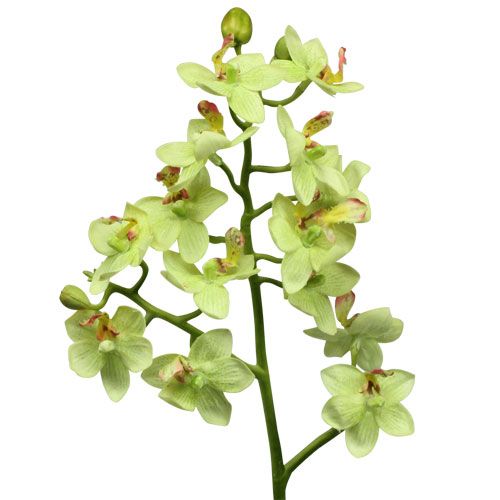 Orchid 56cm lysegrøn