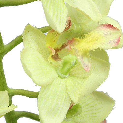 Floristik24 Orchid 56cm lysegrøn
