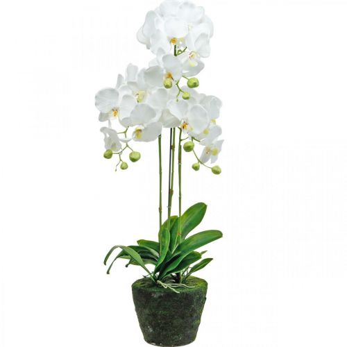Floristik24 Kunstige orkideer til potten hvid 80cm