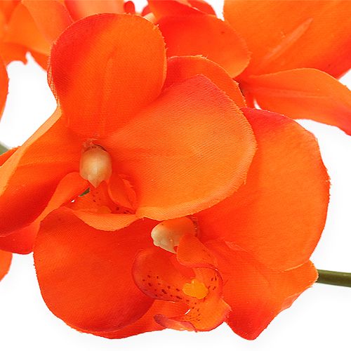 Floristik24 Orkidégren orange 61 cm