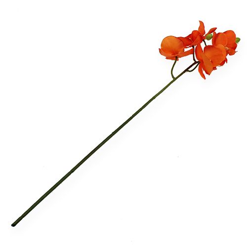 Floristik24 Orkidégren orange 61 cm