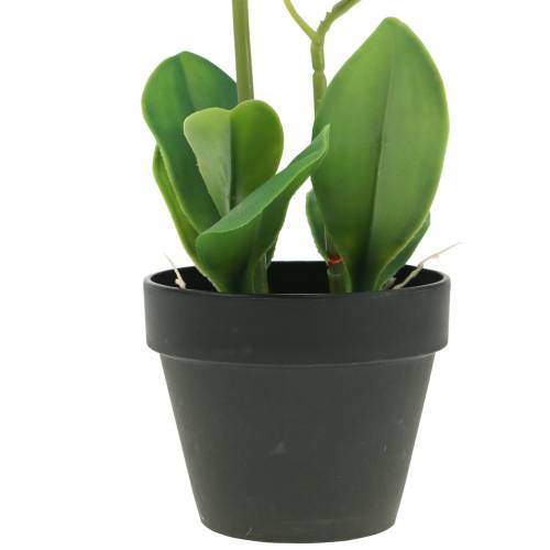 Floristik24 Orkideer hvide i en gryde kunstig plante H35cm