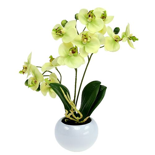 Floristik24 Orkide i en gryde grøn H30cm