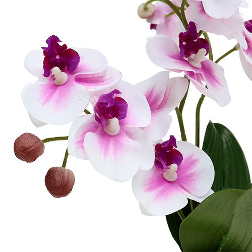 Floristik24 Orkideer i en gryde H30cm hvid-pink