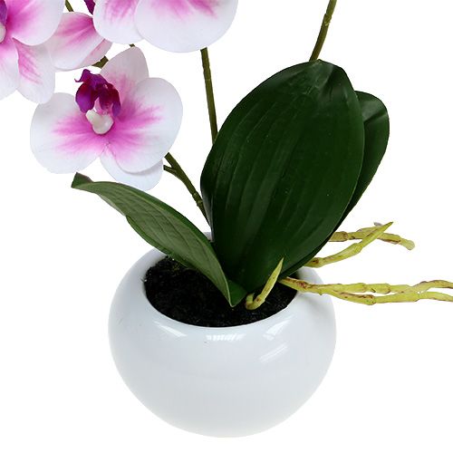 Floristik24 Orkideer i en gryde H30cm hvid-pink