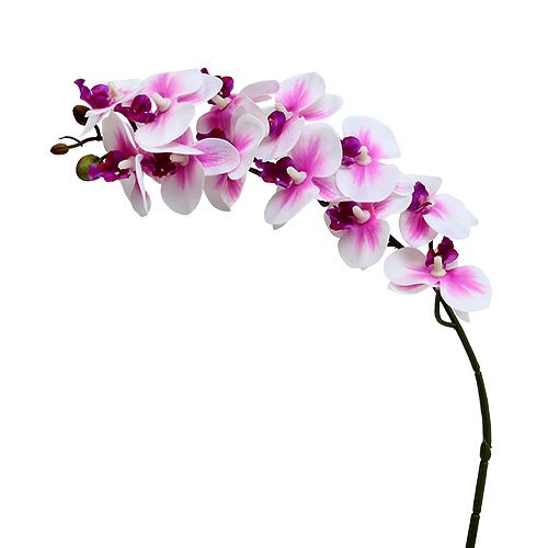 Floristik24 Orkidé gren hvid-pink L58cm