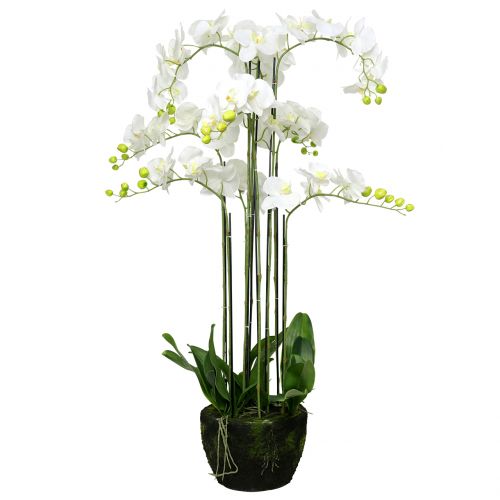 Orkidé hvid på en kugle på 118cm
