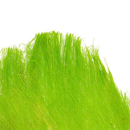 Floristik24 Palme fiber pastel lysegrøn 400gr