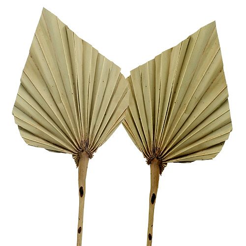 Floristik24 Palmspear Natural 100 stk