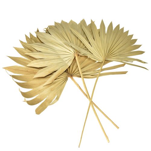 Artikel Palmspear Sol Naturlig Palmeblad Tørret Naturlig Dekoration 30 stk