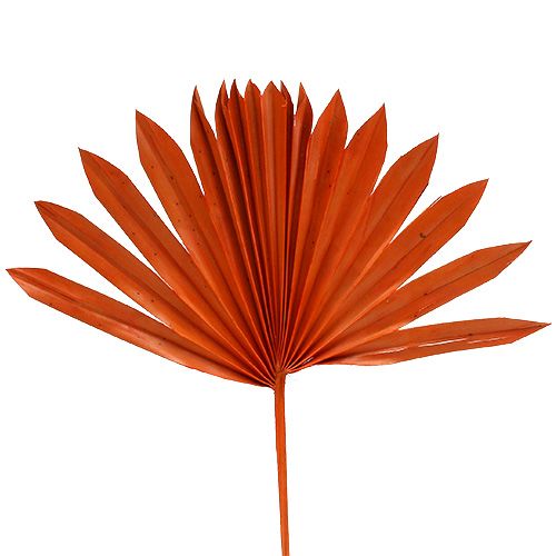 Floristik24 Palmspear Sun Orange 30 stk